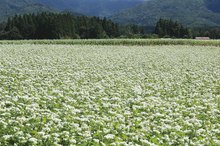 Oat Substitutes