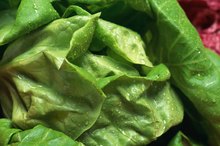 Lettuce Allergy