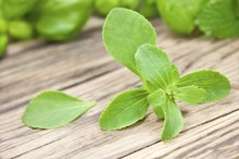 An Allergy to Stevia