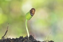 The Nutritional Value of African Oil Bean Seeds