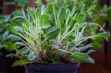 Rosemary & Sage for Hair Growth