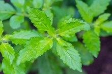 Holy Basil & Blood Pressure