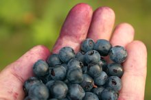 Importance of Protective Foods in Balanced Diet