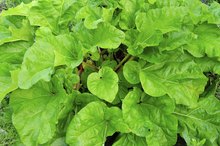 Side Effects of Rhubarb