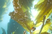 Vegetarian Substitutes for Cod Liver Oil