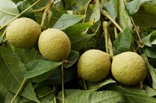 What Are the Dangers of Drinking Black Walnut Tea?