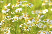 Chamomile Tea Bags for Swollen Eye