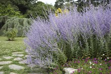 Health Benefits of Russian Sage