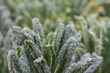 Kale for a Blood Thinner