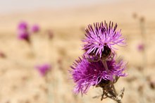 Dandelion vs. Milk Thistle