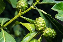 What Is Noni Seed Oil Good For?