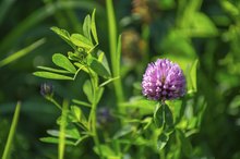 Red Clover Leaf Vs. Red Clover Blossom Infusions