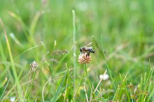 Clover Vs. Alfalfa Honey
