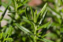 Rosemary for Inflammation & Arthritis