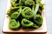 Fiddlehead Ferns Nutrition