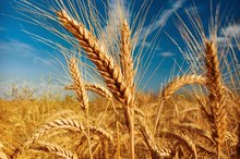 Gluten Sensitivity & an Overactive Bladder