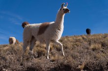 Llama Milk & Lactose