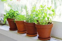 Herbs With High Vitamin B Content