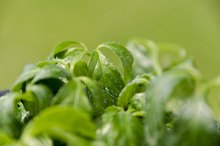 Herbs for Heroin Withdrawal