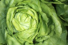 The Nutrition in Bibb Lettuce