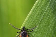Ocular Signs of Lyme Disease