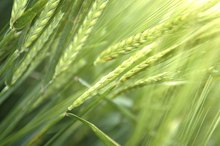Vitamin E Content in Wheat Germ