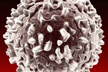 What Are the Causes of Low White Blood Count & Fever?