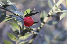 Herbal Treatments for Gangrene