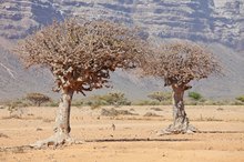 Role of Guggul Extract in Weight Loss