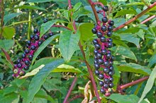 Side Effects of Phytolacca Berry