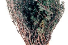 What Are the Health Benefits of Fenugreek & Thyme?
