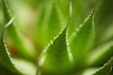 Uses of Aloe Vera for a Dry Vagina