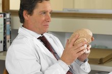 Parts of the Brain Involved in Memory