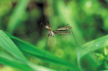 How to Tell the Difference Between Bug Bites