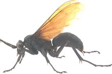 How to Tell If You Have a Wasp Bite or Sting