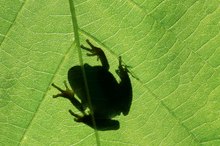 How to Get Rid of Frog Noises at Night
