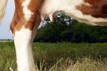 Are Hormones in Meat Affecting Humans?