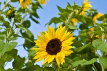 Do Sunflower Seeds Cause Pimples?