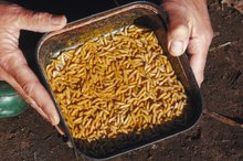 Bugs That Eat Human Flesh