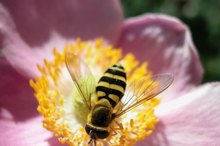 What Effect Does Royal Jelly Have on Hair Growth?
