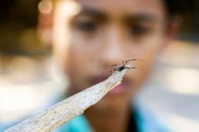 Symptoms of a Black House Spider Bite
