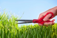 Can You Eat Wheatgrass Raw?