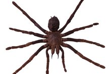 Various Stages of Spider Bites