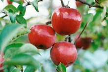 Which Apples Relieve Heartburn?