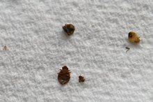 Common House Bugs That Bite