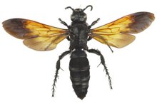 Insect Bites That Leave Stingers