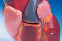 The Effects of Immobility on the Cardiovascular System