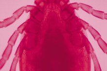 How to Drown a Tick