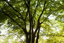 What Is Camphor Spirit?