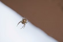 How to Tell If There Is a Spider in My Ear?